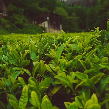 Szálloda Ricosta Rize